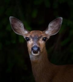 deer in headlights